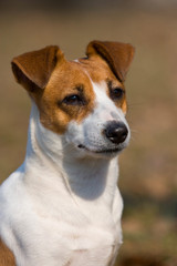 Naklejka na ściany i meble portrait dog jack russell terrier outdoors in autumn