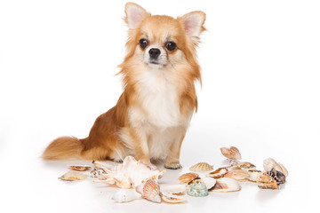 ginger chihuahua and shell dog (isolated on white)