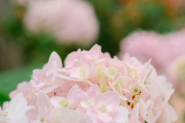 Spring border background with pink Flower