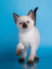 little siamese kitten on a blue background