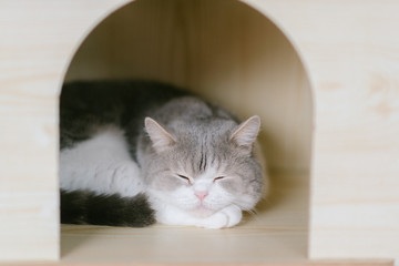 Naklejka premium Cat lies in box on wooden background. Fluffy pet is going to sleep there.