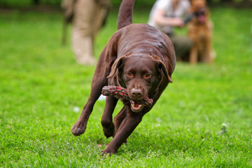Brown labrador dog runs on grass in summer with a toy