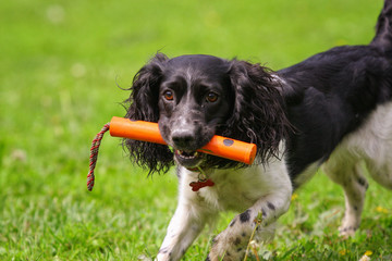 Spaniel runs after the toy on the grass