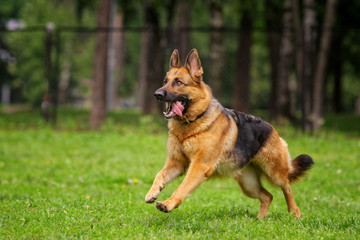 Long-haired German shepherd runs along the grass for a toy