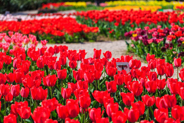 Closeup of red-orange tulips flowers with green leaves in the park outdoor. beautiful flowers in spring