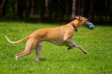 Hound dog runs after a toy on the grass