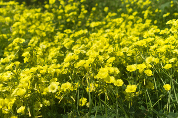 Fototapeta premium Yellow flowers and green grass background