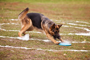 German shepherd catches a Frisbee in the autumn in the field