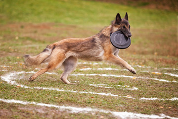 Belgian Shepherd Catches Frisbee on the Field in Autumn