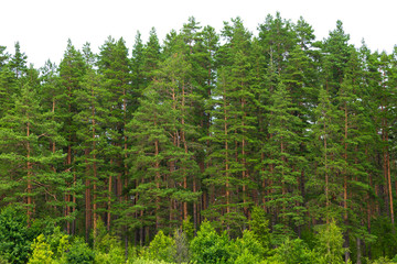 Summer green pine forest on the horizon with grass is isolated. The edge of a forest with...