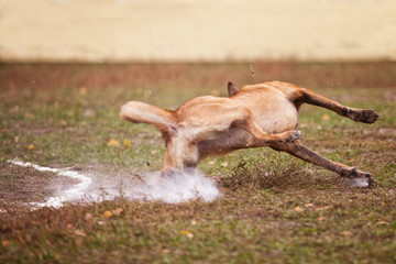 Belgian Shepherd Catches Frisbee on the Field in Autumn