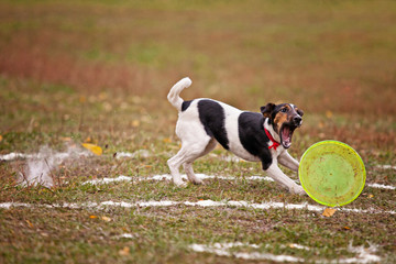 terrier dog catches Frisbee on the field in autumn
