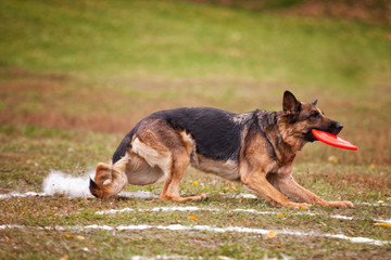 German shepherd dog catches a Frisbee in the autumn in the field