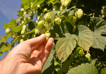 Farmer harvesting ripe hop cones on hop plant.