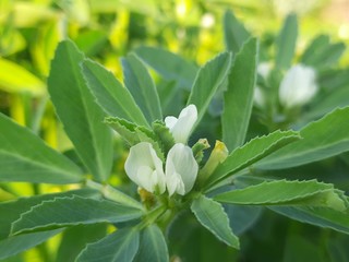 Fenugreek plant of flowering stage.green Fenugreek in the field.green methi.Methi leaves or fenugreek leaves.Fresh Green Fenugreek Leaves background with flowers. White flowers in the vegetable garden