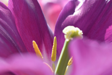 close up of a tulip