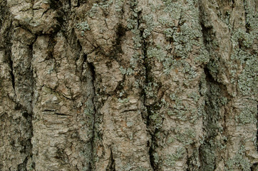 Naklejka premium Wooden texture. Nature background. Wooden bark closeup.