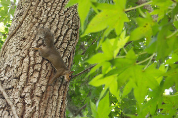 Squirrel on a tree in a green park