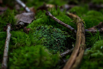 Mossy Forest Floor