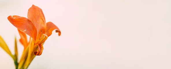 Orange Lilie auf beigem Hintergrund © Helene