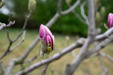 Closed pink bud of magnolia tree on branch on grass background and bushes in blurred background. Spring flowers of flowering trees in the park.