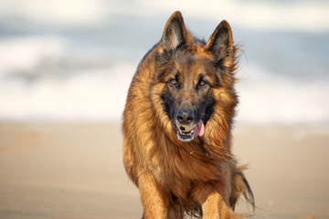 Deutscher Schäferhund am Strand und im Meer