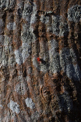 araignée rouge sur un tronc d'arbre.