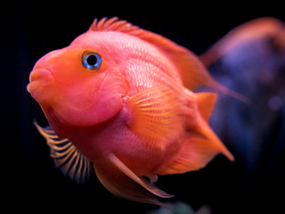 Aquarium fish. Red parrot.
