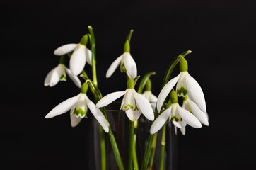 Glass of Fresh snowdrops bouquet with a ribbon on black background