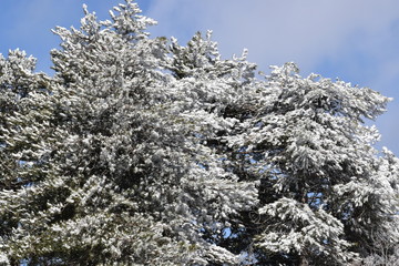 Beautiful nature, outdoor winter, background