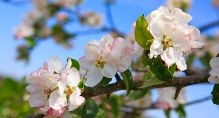 Apple blossoms and blue sky in spring day.
