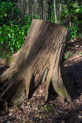 souche d'un arbre mort dans un bois.