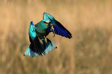 Blue european roller, coracias garrulus, flying with a catch in beak in spring.Vivid animal with wings landing in nature with copy space. Wild creature in the air outdoors.