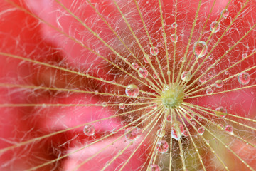 Extreme macro shot of dandelion seed with water drops reflection a pink rose