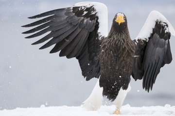  Steller’s Sea-Eagle is one of the largest raptors in the world.  It is a powerful eagle with black and white plumage and huge beak. latest eagle in the world