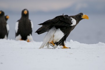  Steller’s Sea-Eagle is one of the largest raptors in the world.  It is a powerful eagle with black and white plumage and huge beak. latest eagle in the world