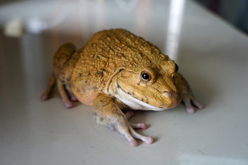 A frog crouched on the floor. Rana rugulosa Wiegmann is a species of frog that is commonly cultivated for food.