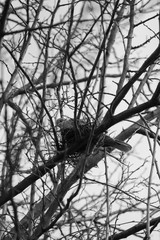 black and white photo of a bird sitting in a nest