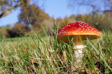 Fly Agaric Toadstool (Amanita muscaria)