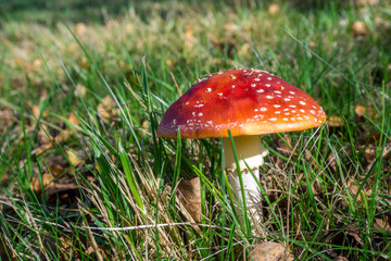 Fly Agaric Toadstool (Amanita muscaria)