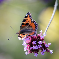 Small Tortoiseshell (Aglais urticae L.) feeding on Buddleia flowers