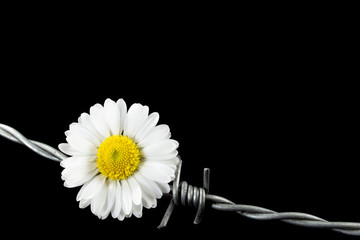 Daisy flower and barbed wire. Concept of suppression or war in contrast to caring, peace and hope