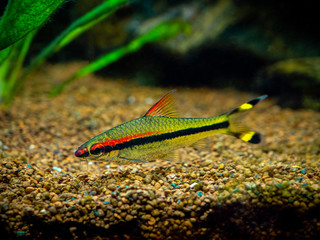 Obraz na płótnie Canvas Denison barb (Sahyadria denisonii) isolated on a fish tank