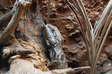 The oriental garden lizard, eastern garden lizard, bloodsucker or changeable lizard