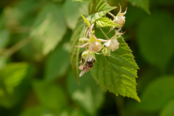 A bee collects nectar from raspberry flowers