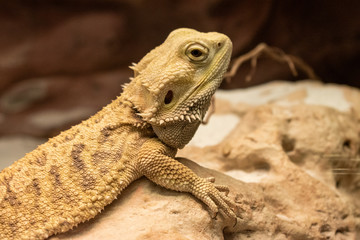The oriental garden lizard, eastern garden lizard, bloodsucker or changeable lizard