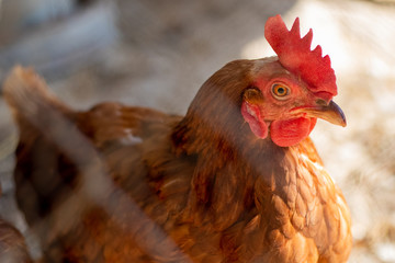 Brown hen in a farm sunny day outside