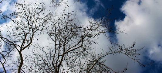 blue sky with clouds and branches of tree