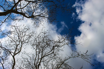 blue sky with clouds and branches of tree