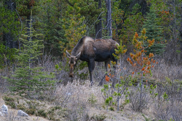 A moose wanders through the forests in Banff National Park, Alberta